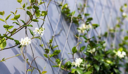 Tvorba webstránky a grafický dizajn pre lankovesiete.sk